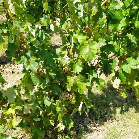 Quinta De Penelas Сasa de vacaciones Lamego